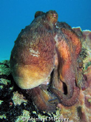 Octopus, P.R. by Abimael Márquez 